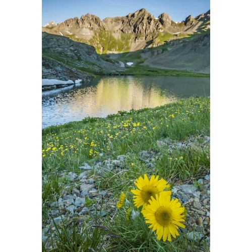 CO, San Juan Mts Lake and alpine sunflowers